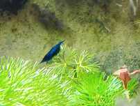 Krewetki blue velvet
