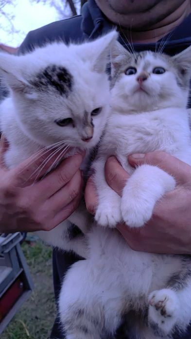 Oddam kotki kocurek i kitka