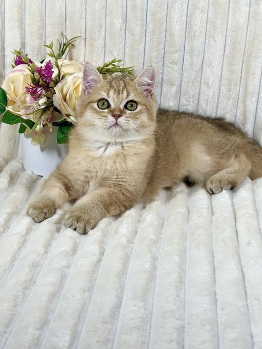 Британське клубне кошеня золота шиншила