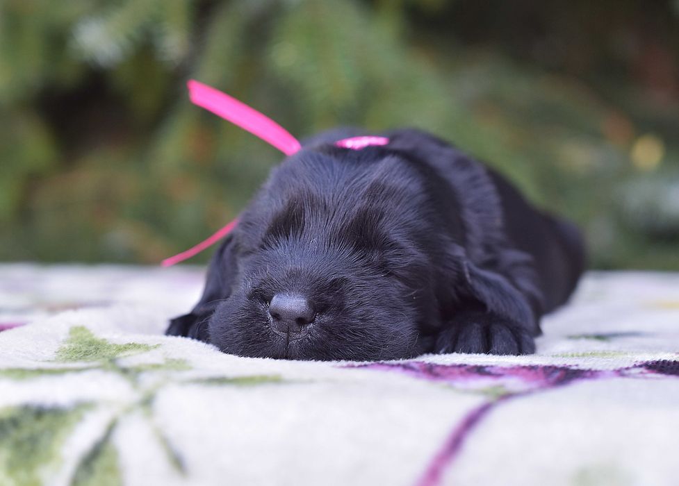 Flat Coated Retriever - czarna suczka  ZKwP/FCI