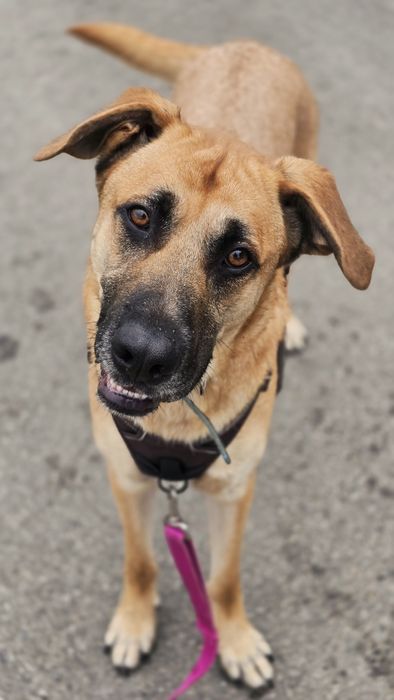 Stanley duży piesek