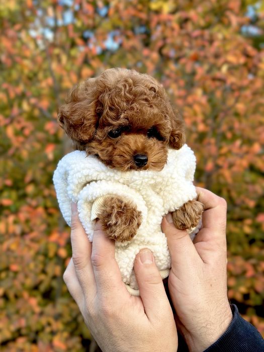 Той-пудель хлопчик преміум класу - любов з першого ПОГЛЯДУ