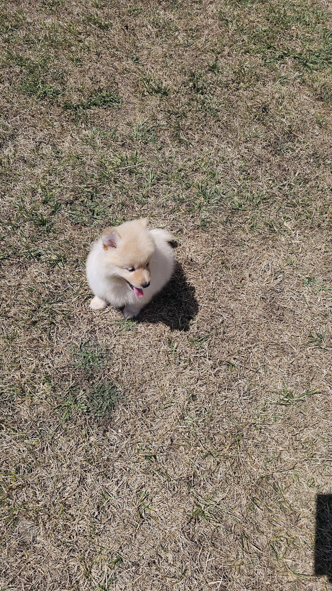 Spitz alemão anão