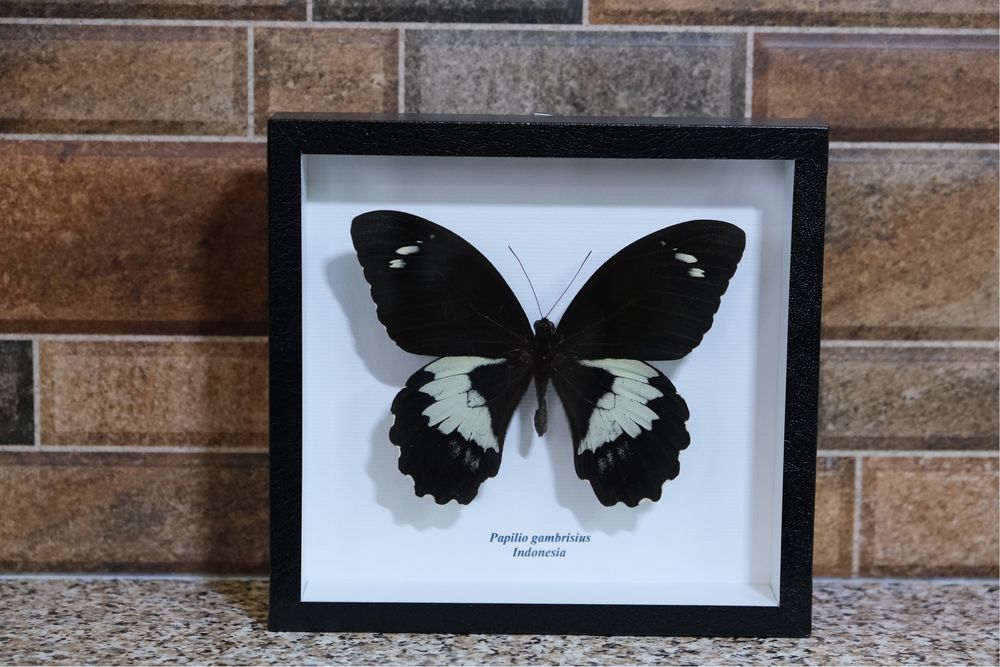 Сувениры из тропических бабочек Papilio gambrisius