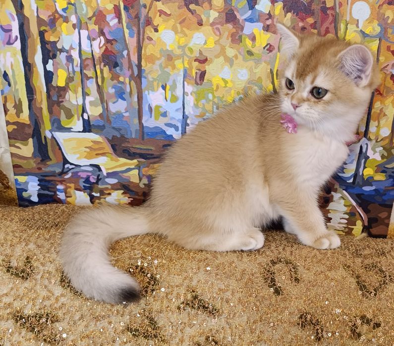 Британские короткошерстные котята Золотой шиншиллы