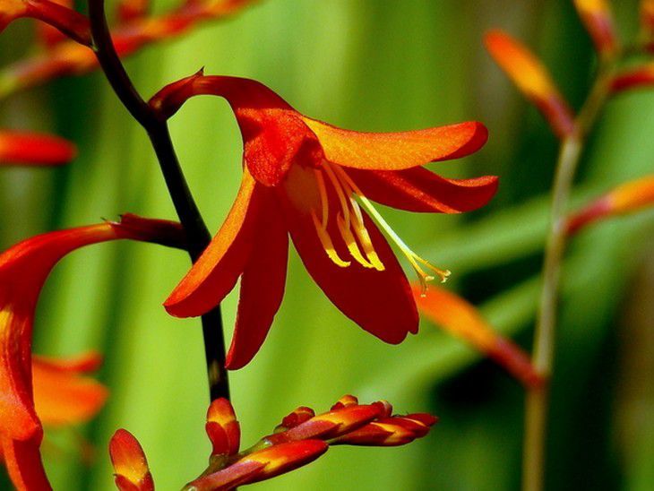 Крокосмія, цибулини квітки крокосмії (монтбреція) Crocosmia