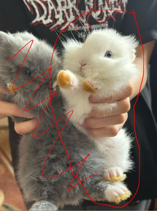 Królik miniaturowy z długą sierścią