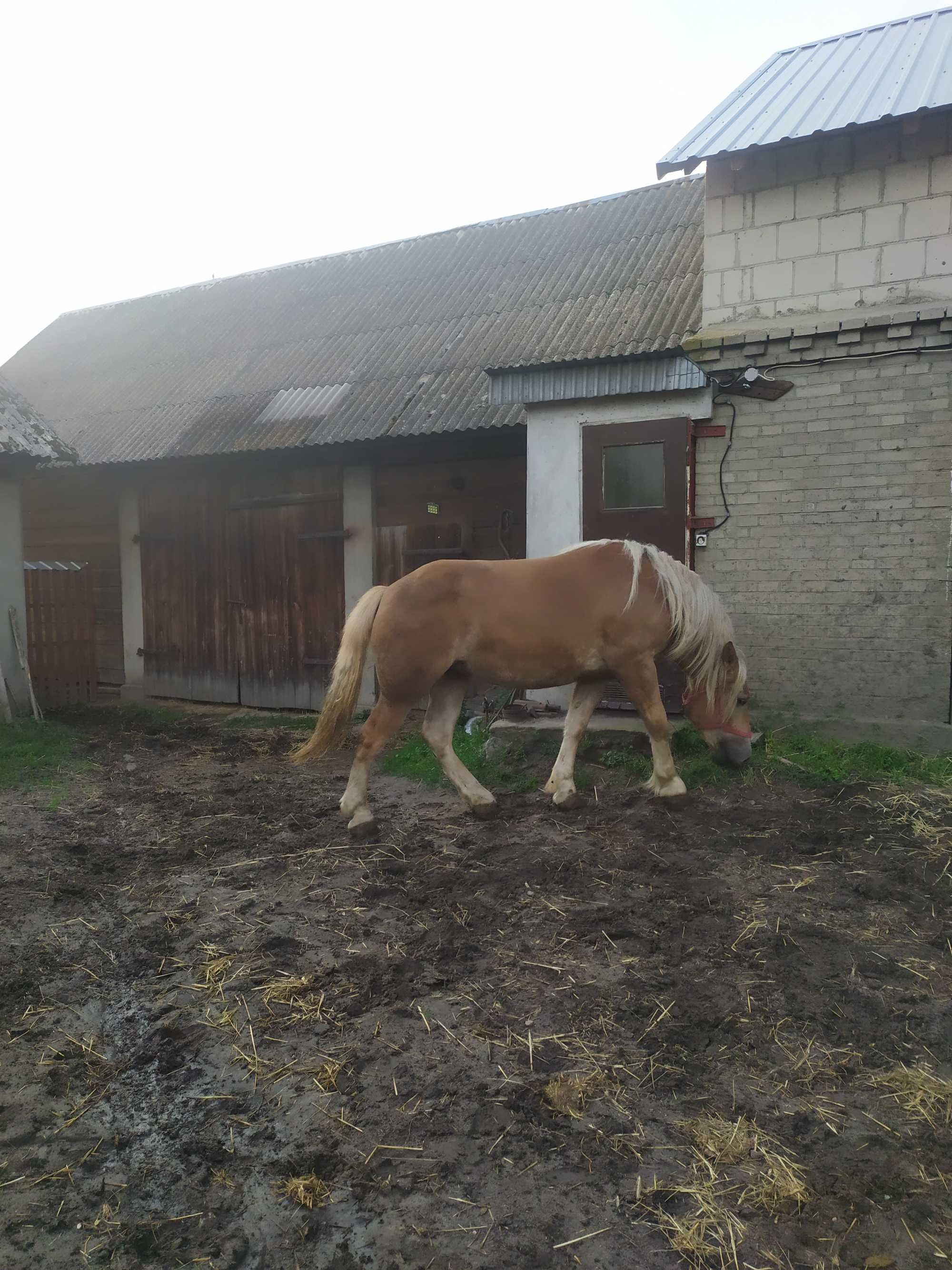 Źrebice 2 lata księga główna