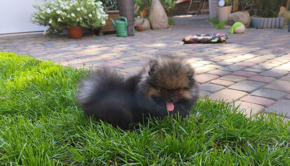Szpic miniaturowy pomeranian
