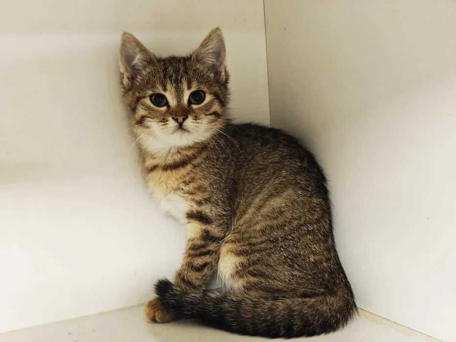 Пуша гарне котеня 2 міс шукає дім