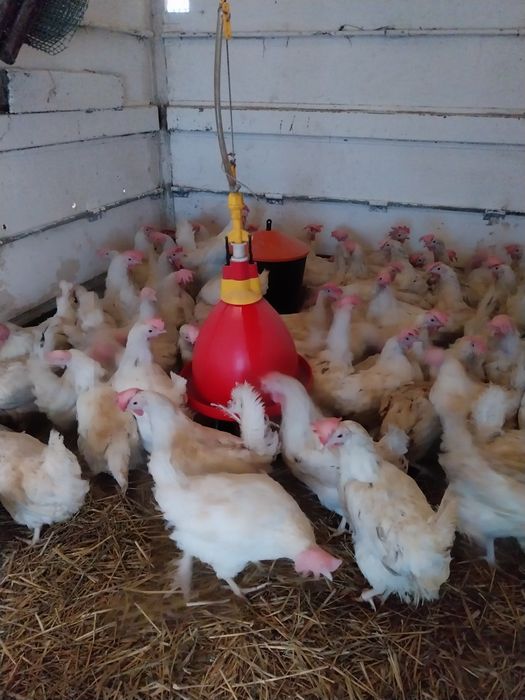 Kury nioski leghorny z jajkiem 30 tygodni