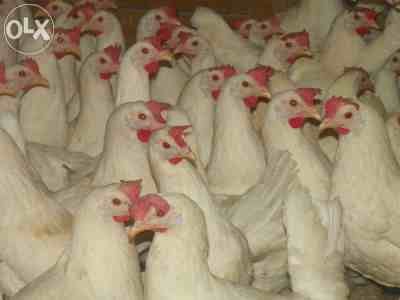 Kury nioski Leghorn sendi z jajkiem Koprzywnica