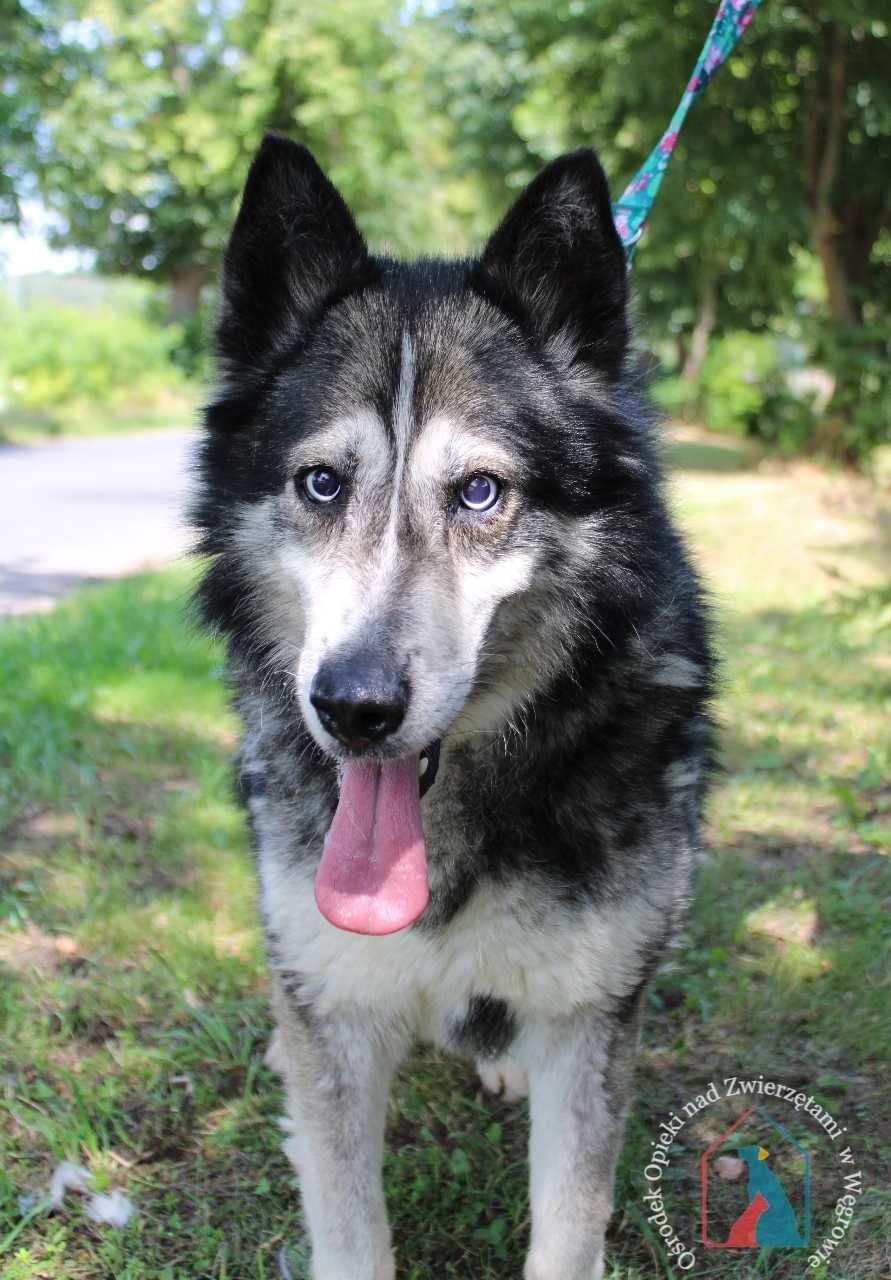 Piesek Tero w typie husky szuka domu!
