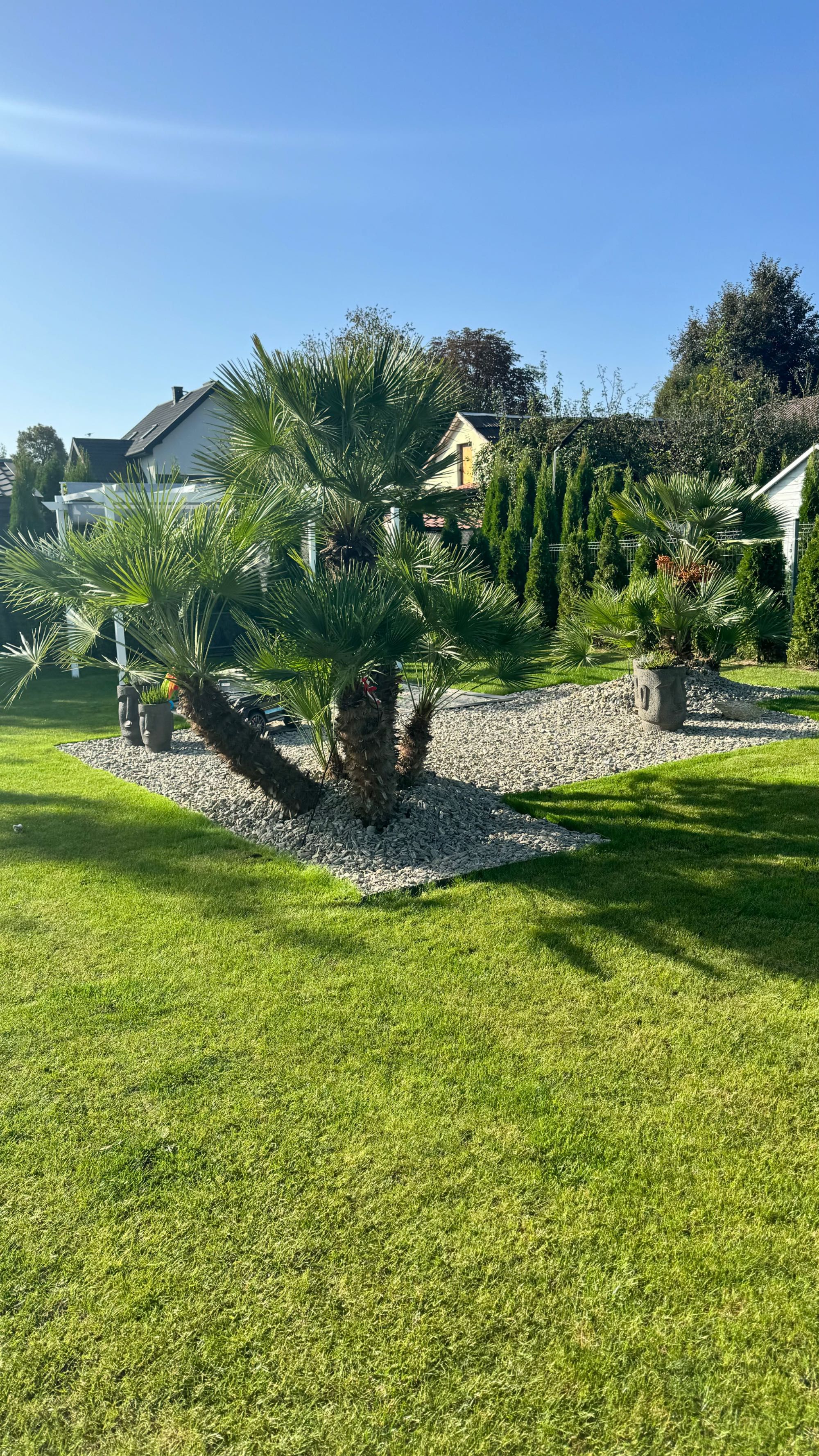 Chamaerops humilis Karłatka niska GIGANT 300 cm 5-8 GŁÓW PALMA