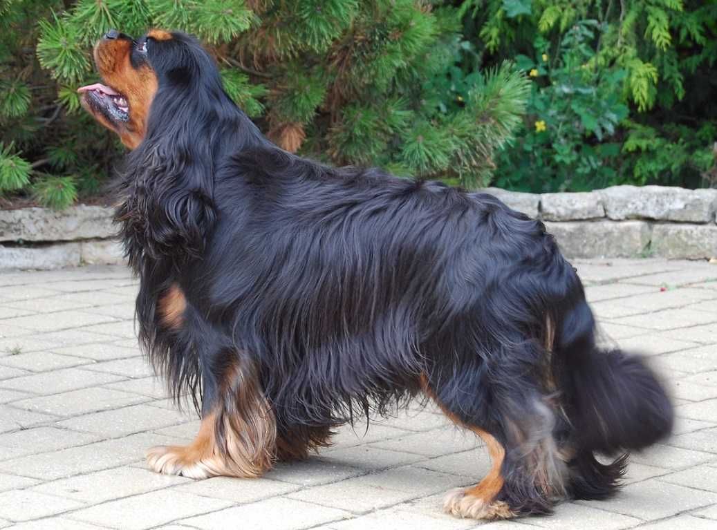 Cavalier King Charles Spaniel - ZKwP FCI - SUCZKA