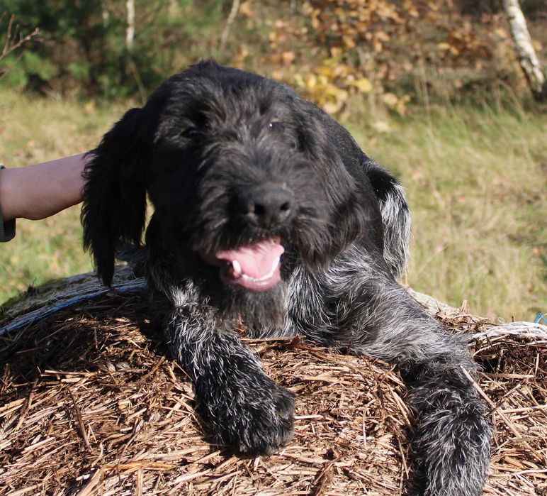 Wyżeł niemiecki szorstkowłosy / czarny deresz