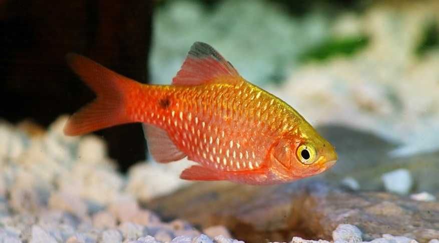 Brzanka różowa (Pethia conchonius) WYSYŁKA AKWAWIN