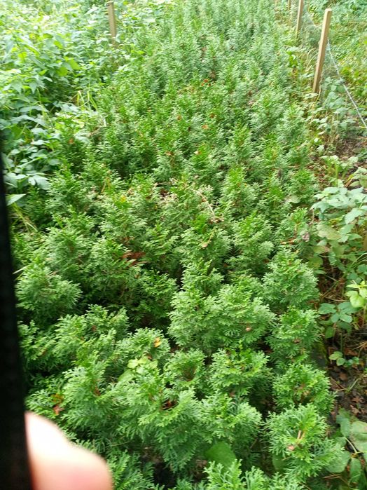 tuje szmaragd 40-50 cm