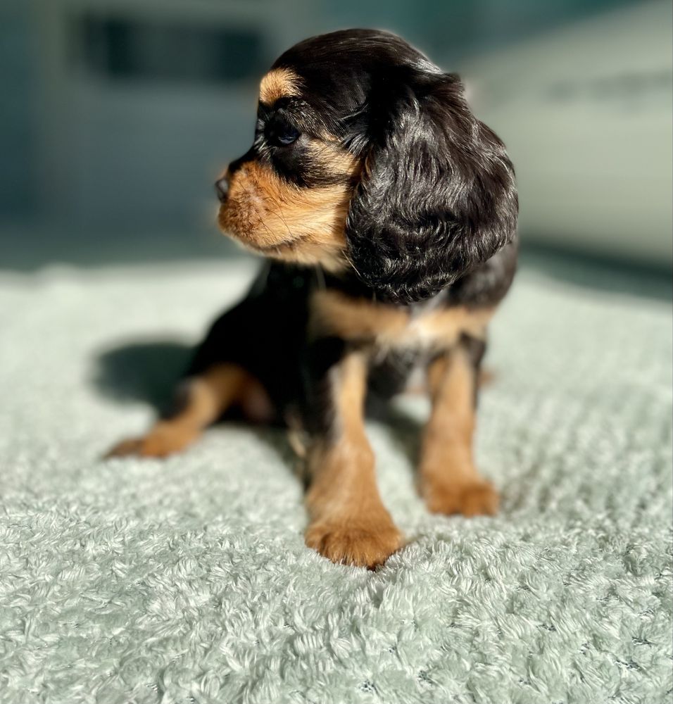 Cavalier king charles spaniel