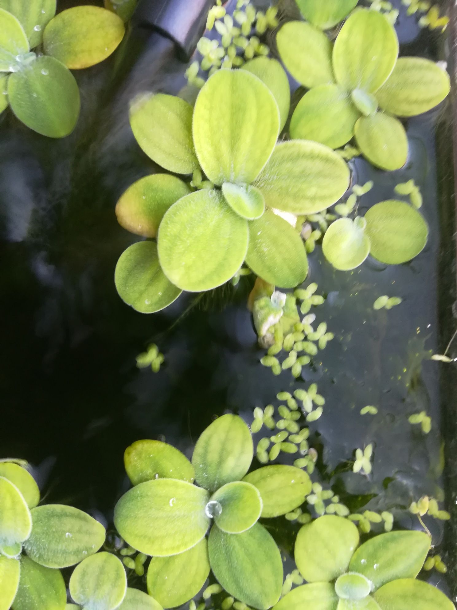 Salvinia roślina akwariowa pływająca