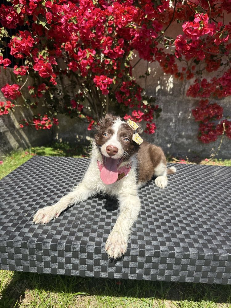 Border Collie Castanha