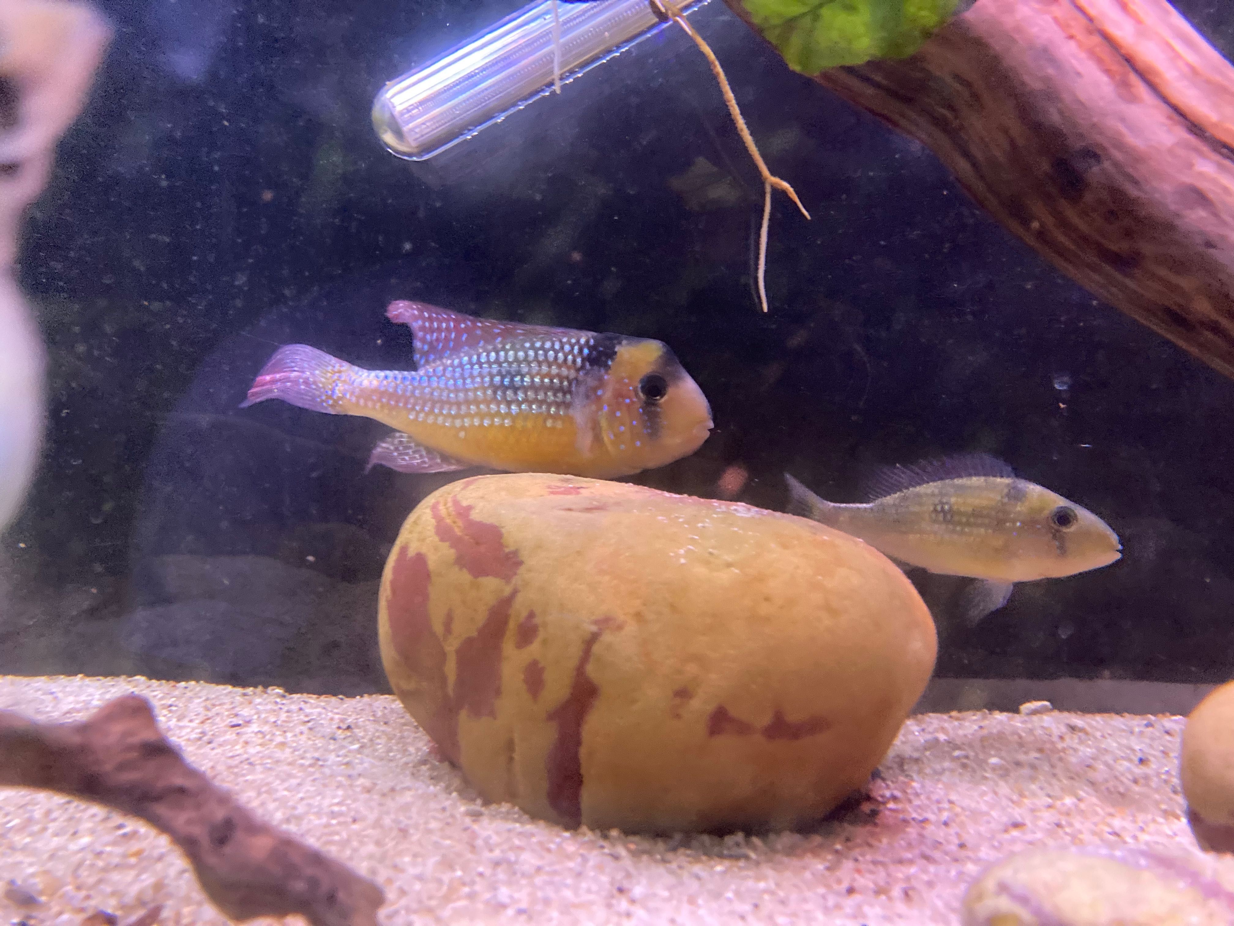 Casal de Gymnogeophagus gymnogenys