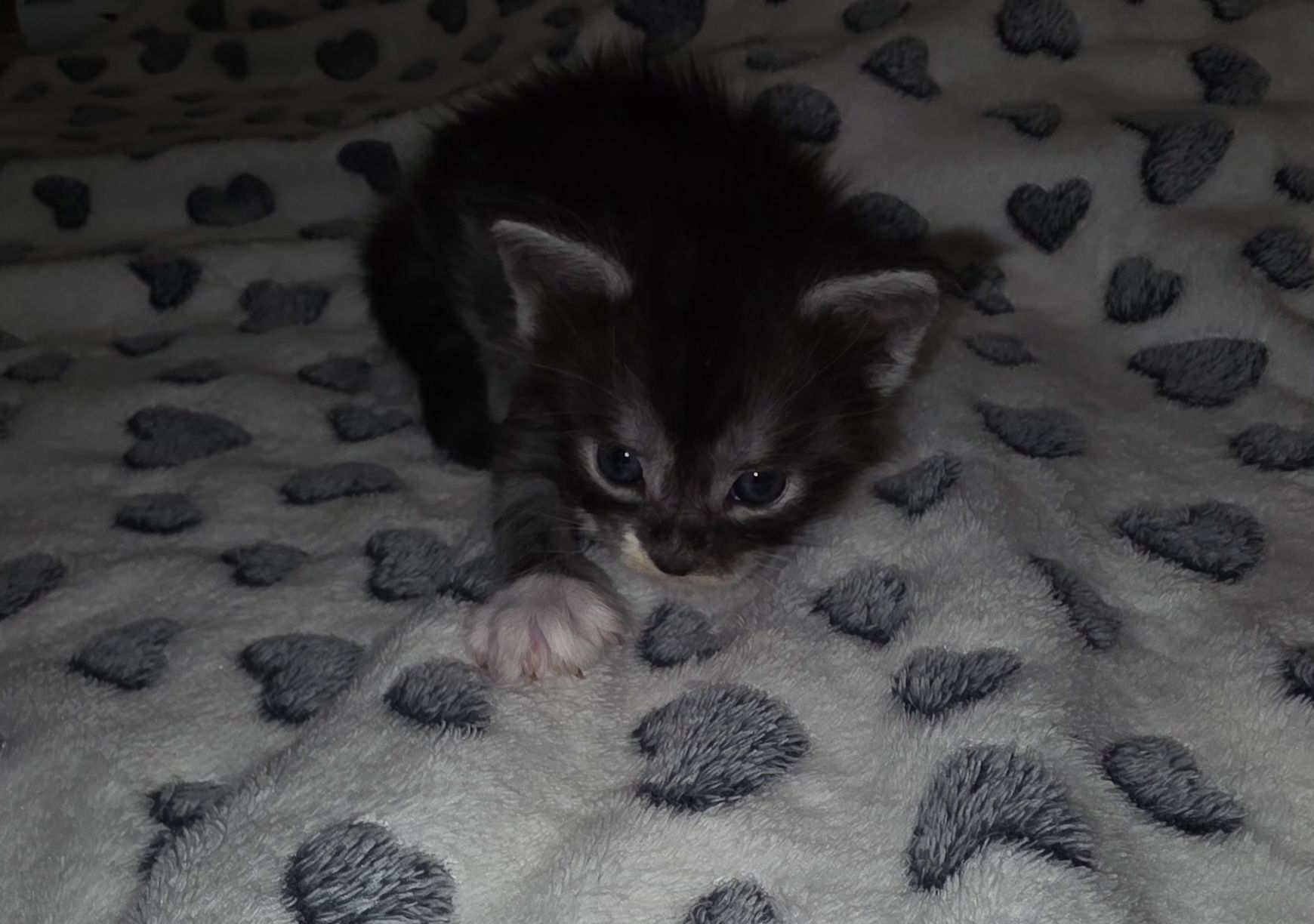 Main coon bebe puro