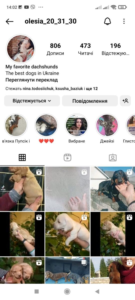 Продаються кремові таксята дівчатка.