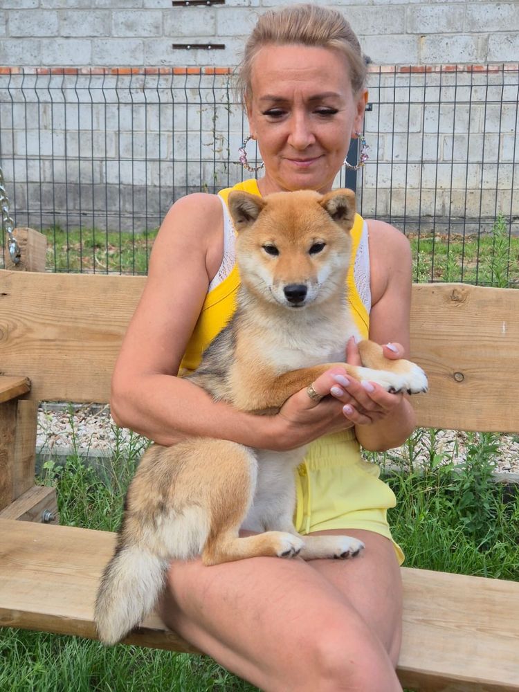 Shiba śliczna czerwona dziewczynka