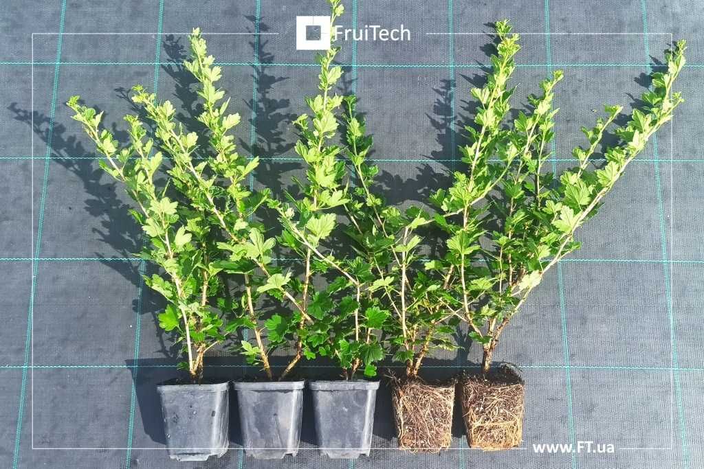 Саджанці ЯГІДНИХ КУЛЬТУР від професійного розсадника ФруТек