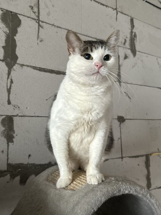 Котик в добрі руки