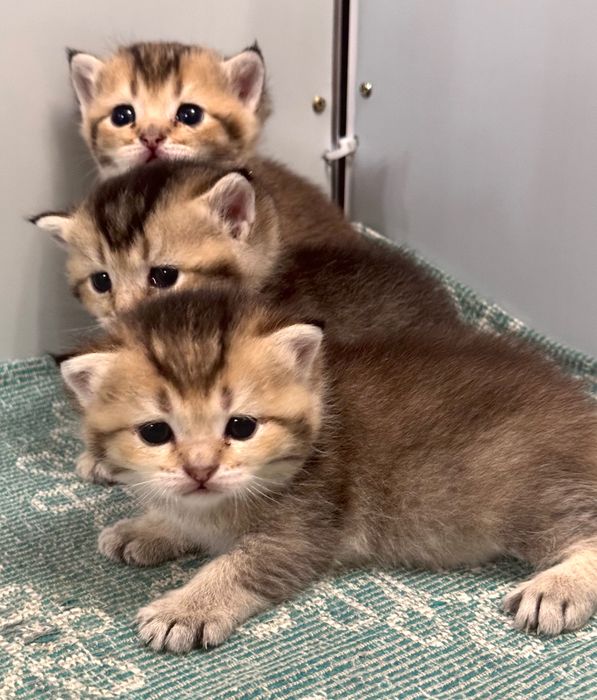 Котята золотые тикированные шиншиллы