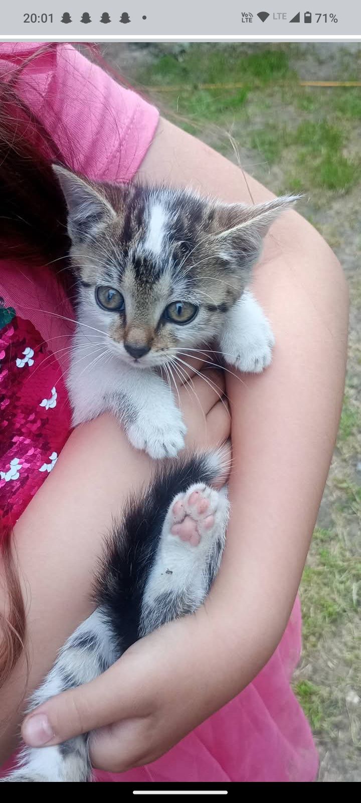 Koty kotki kocieta
