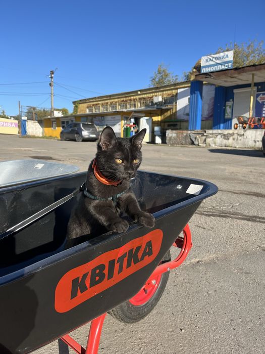 Отдам  котят в  хорошие руки