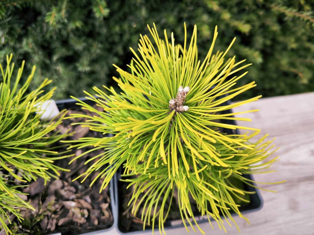 Pinus mugo Starkl (жовті сосни 4 сорти)
