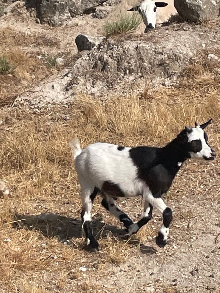 Vendo Macho anao
