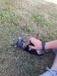 Pinczer miniaturowy
