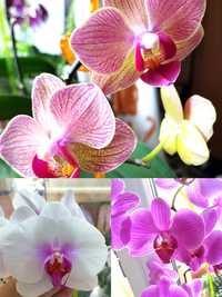 Орхидеи разных сортов ( нецветущие)