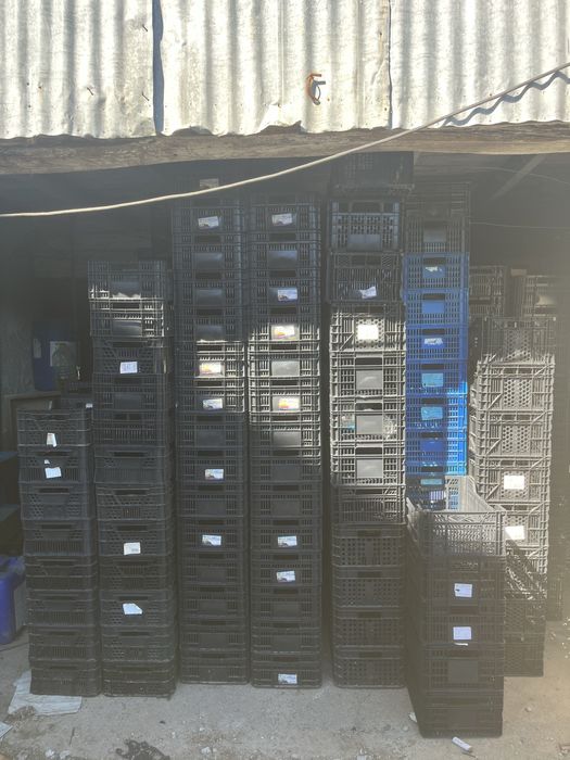 Caixas Plásticas para Transporte