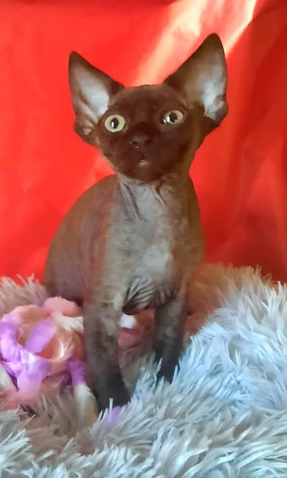 Kocurek Devon Rex