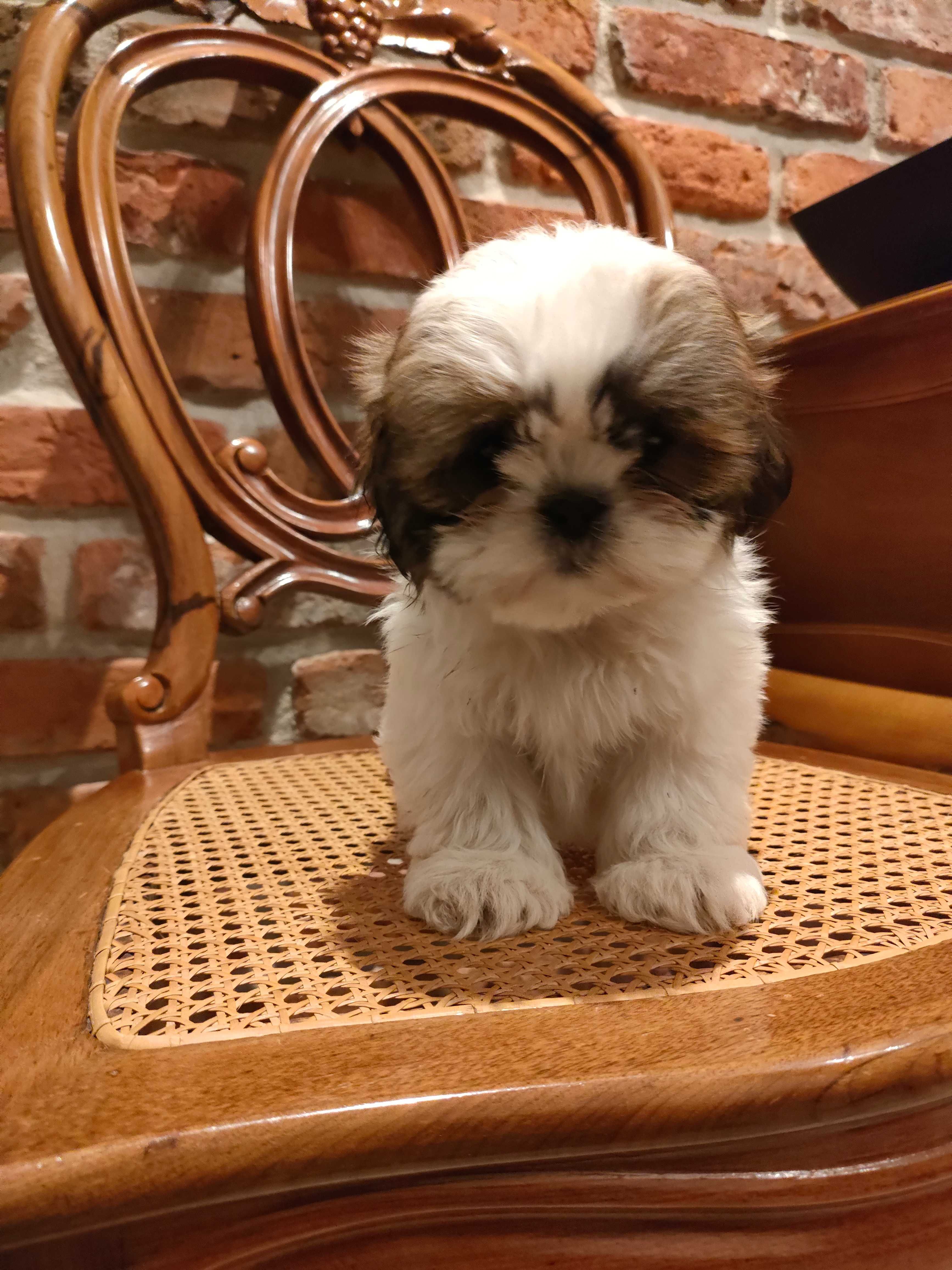 Shihtzu śliczny piesek