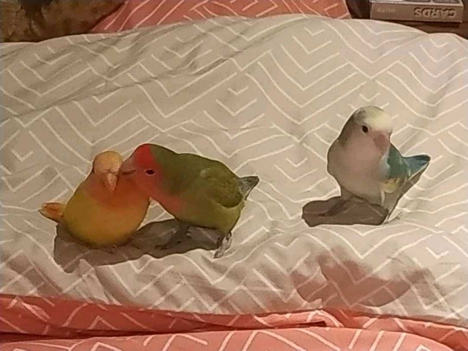 Roseicollis Agapornis domesticados