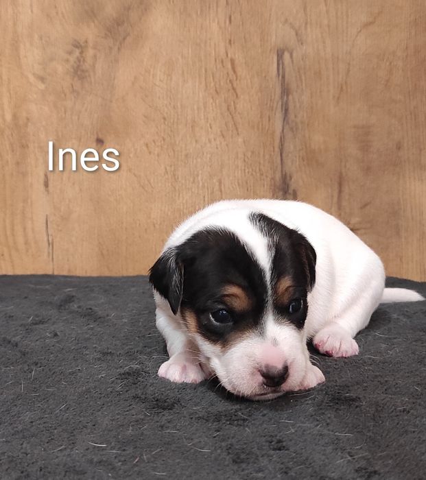 Parson Russell Terrier