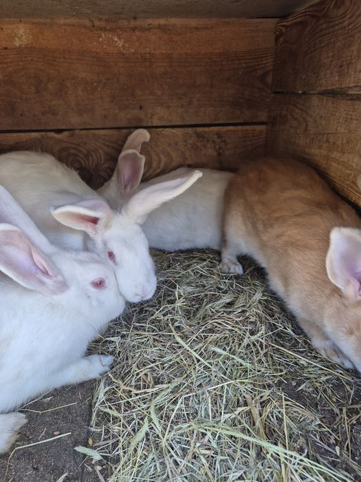 Sprzedam  ładne samice