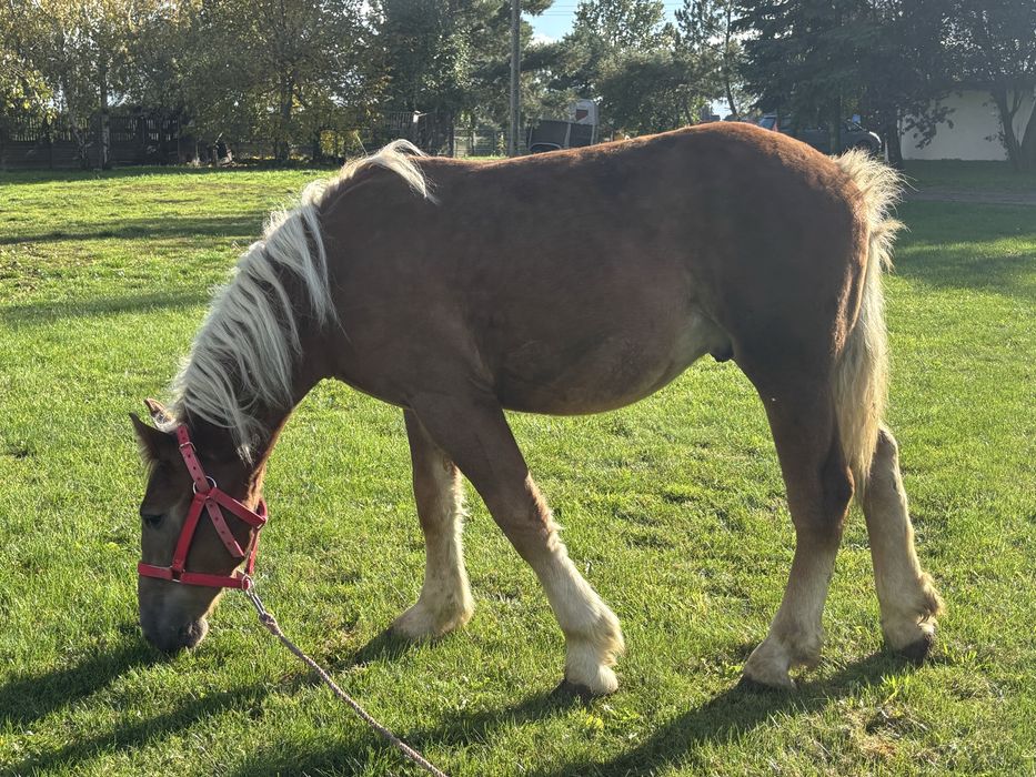Sprzedam ogierka rasy zimnokrwistej