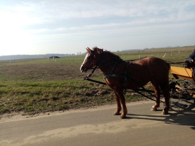 Sprzedam spokojną klacz.