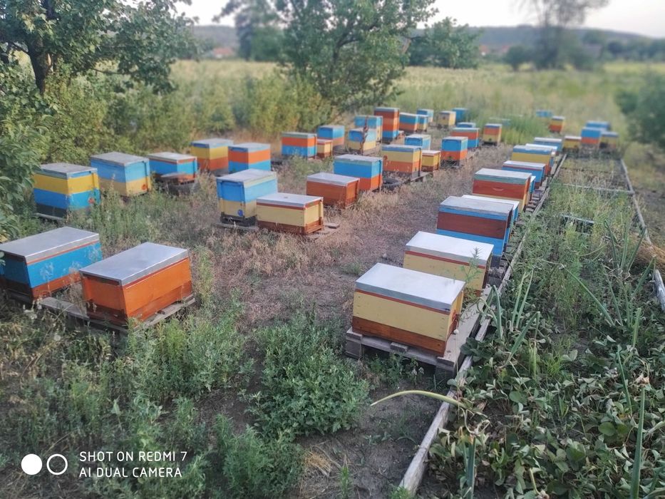 Продам вулики Поліводи (рогаті)