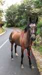 Cavalo a fazer  com pai lusitano 4 anos muito manso