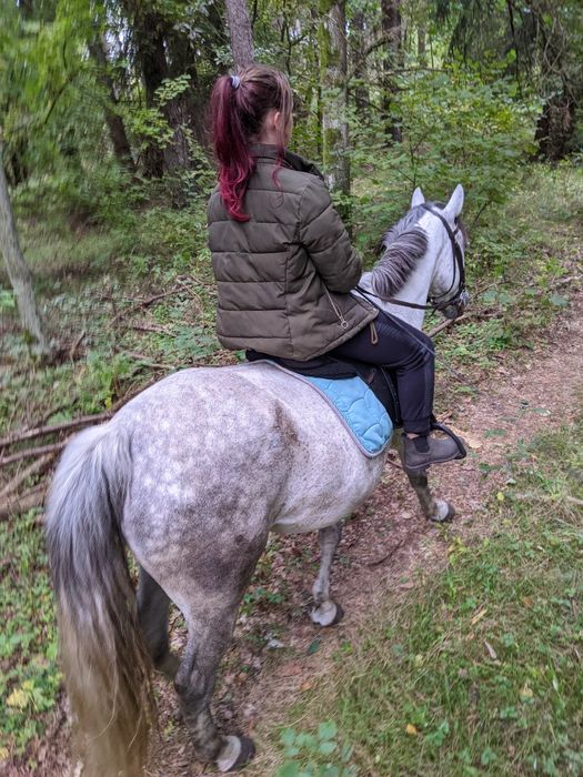 siwa klacz! siodlo zaprzeg