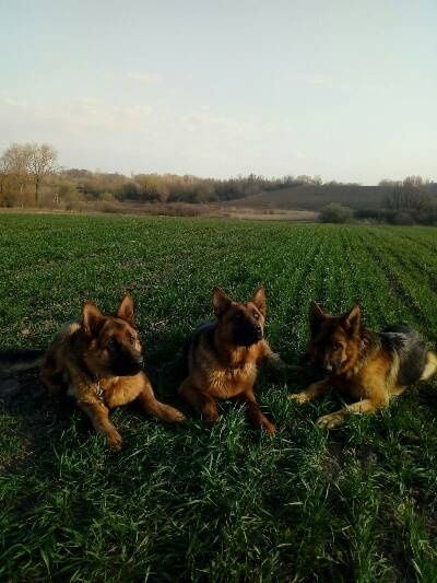 Продам цуценят німецької вівчарки
